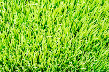 rice sprouts in rice filedの写真素材