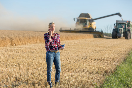 Combine harvester and tractor harvesting wheat in wheatfieldの写真素材