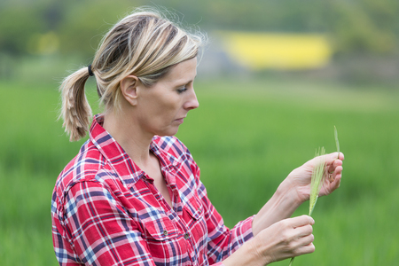 Female farmer analisyng barley growsの写真素材