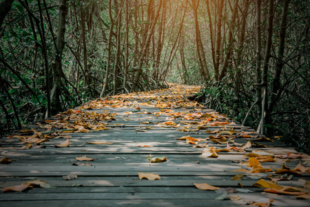 A wooden bridge in the spring.の写真素材
