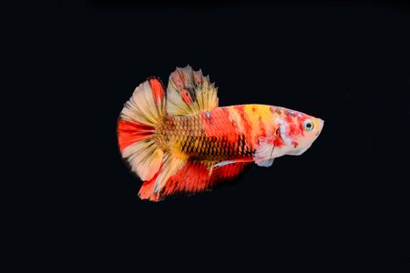fighting fish isolated on black background, Betta fish.の写真素材
