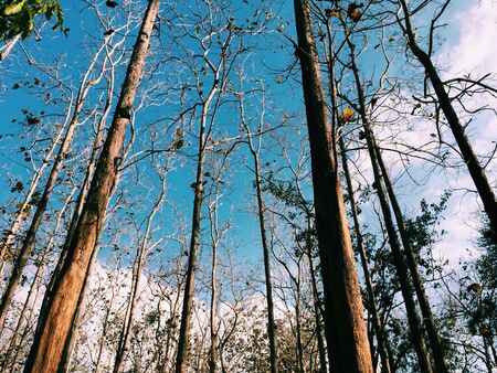Trees in the forest and blue skyの写真素材
