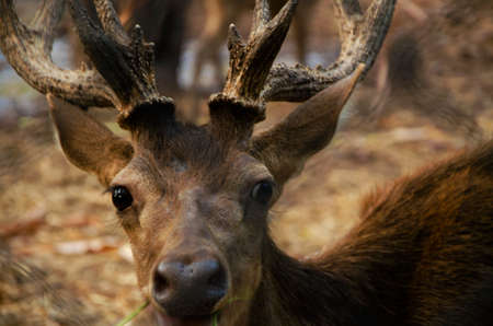 Close up of a red deer in the parkの写真素材
