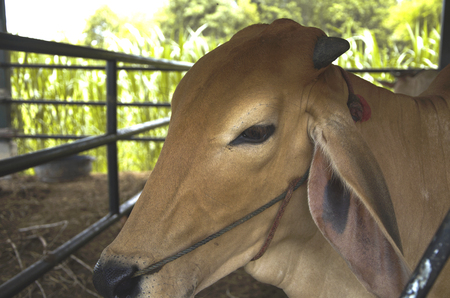 Cattle were raised as livestock for meat. To remove milk and other dairy products and animal traction harness. Other products from cow leather and dung for use as fuel or fertilizer.の写真素材