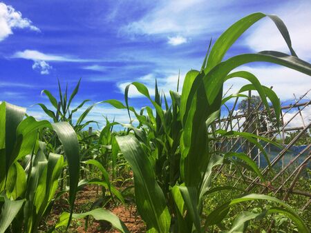 Corn is a plant with tall grass with an average of 2.2 meters of trunk diameter 0.5-2.0 inch seed pods to feed people and animals.の写真素材