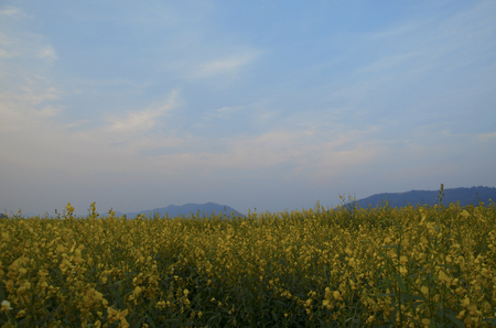Crotalaria juncea, known as brown hemp, Indian hemp, Madras hemp, or sunn hemp,[2][3] is a tropical Asian plant of the legume family (Fabaceae). It is generally considered to have originated in India.の写真素材
