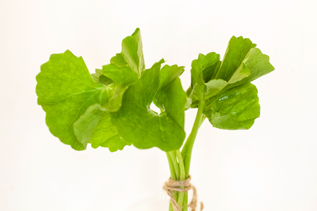 Asiatic pennywort on white backgroundの写真素材