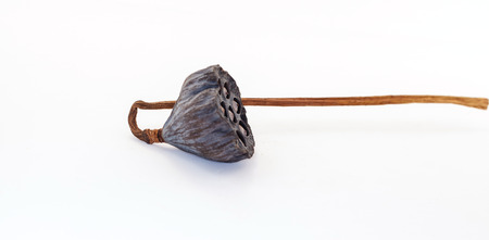 Lotus seed dry on white backgroundの写真素材