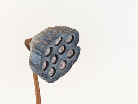 Lotus seed dry on white backgroundの写真素材