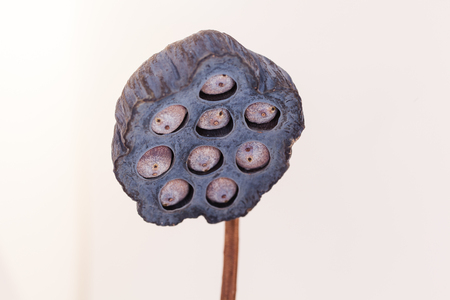 Lotus seed dry on white backgroundの写真素材