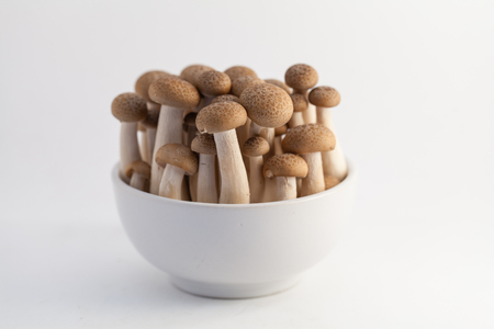mushroom on a white backgroundの写真素材