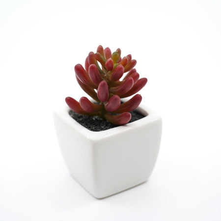 Tree decoration in a pot isolated in white background.の写真素材