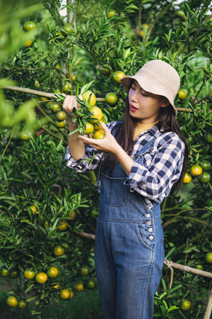 Young attractive asian woman harvesting orange fruit in organic farm.の写真素材