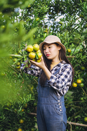 Young attractive asian woman harvesting orange fruit in organic farm.の写真素材