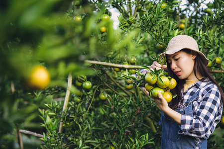 Young attractive asian woman harvesting orange fruit in organic farm.の写真素材