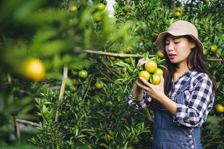 Young attractive asian woman harvesting orange fruit in organic farm.の写真素材