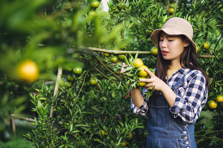 Young attractive asian woman harvesting orange fruit in organic farm.の写真素材