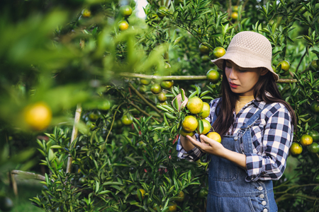Young attractive asian woman harvesting orange fruit in organic farm.の写真素材