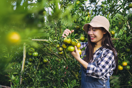 Young attractive asian woman harvesting orange fruit in organic farm.の写真素材