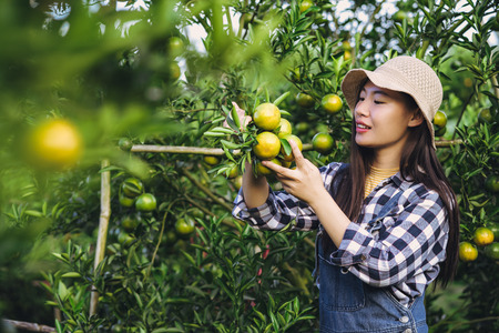 Young attractive asian woman harvesting orange fruit in organic farm.の写真素材