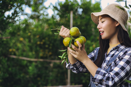Young attractive asian woman harvesting orange fruit in organic farm.の写真素材