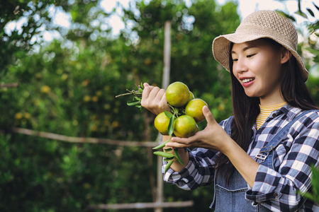 Young attractive asian woman harvesting orange fruit in organic farm.の写真素材