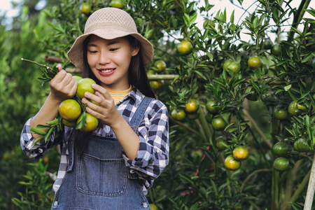 Young attractive asian woman harvesting orange fruit in organic farm.の写真素材