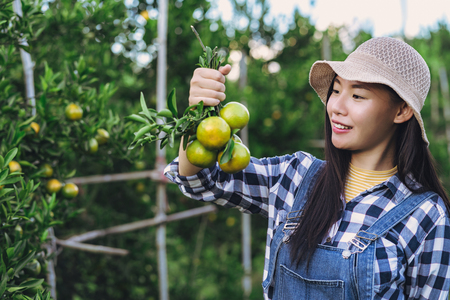 Young attractive asian woman harvesting orange fruit in organic farm.の写真素材