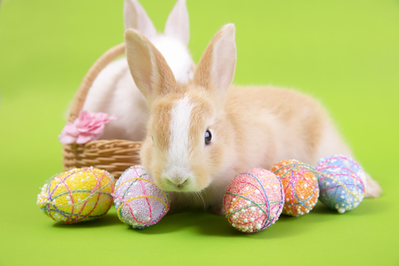 Happy easter eggs collection, Cute White rabbit bunny and brown rabbit bunny with basket eggs paint green background.の写真素材