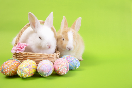 Happy easter eggs collection, Cute White rabbit bunny and brown rabbit bunny with basket eggs paint green background.の写真素材