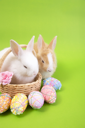 Happy easter eggs collection, Cute White rabbit bunny and brown rabbit bunny with basket eggs paint green background.の写真素材