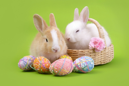 Happy easter eggs collection, Cute White rabbit bunny and brown rabbit bunny with basket eggs paint green background.の写真素材