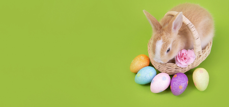 Happy easter eggs collection, Cute brown rabbit bunny with basket and eggs paint green background.の写真素材
