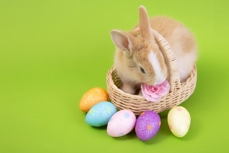 Happy easter eggs collection, Cute brown rabbit bunny with basket and eggs paint green background.の写真素材