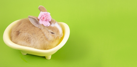 Flat lay ,Top view Cute brown rabbit bunny green background.の写真素材