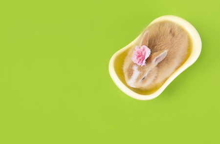 Flat lay ,Top view Cute brown rabbit bunny green background.の写真素材
