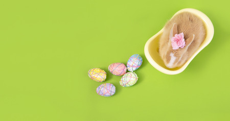 Happy easter eggs collection, Cute brown rabbit bunny with basket and eggs paint green background.の写真素材