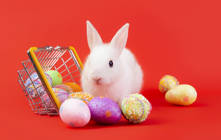Happy easter eggs collection, Cute White rabbit bunny with basket eggs paint red background.の写真素材