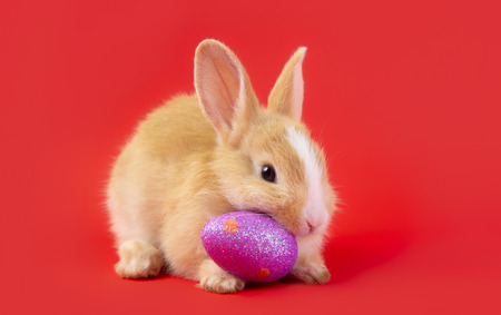 Happy easter eggs collection, Cute brown rabbit bunny with basket and eggs paint red background.の写真素材
