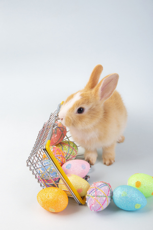 Happy easter eggs collection, Cute brown rabbit bunny with basket and eggs paint blue background.の写真素材