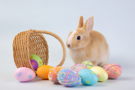 Happy easter eggs collection, Cute brown rabbit bunny with basket and eggs paint blue background.の写真素材