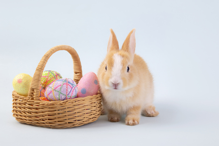 Happy easter eggs collection, Cute brown rabbit bunny with basket and eggs paint blue background.の写真素材