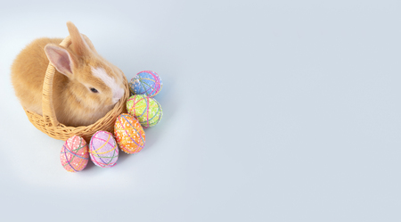 Happy easter eggs collection, Cute brown rabbit bunny with basket and eggs paint blue background.の写真素材