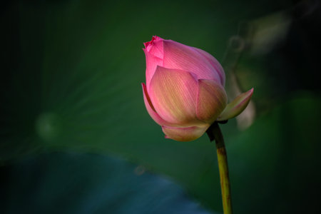 Beautiful pink lotus flower blossom with leaf in pond.の写真素材