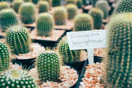 garden cactus in tropical greenhouse.の写真素材