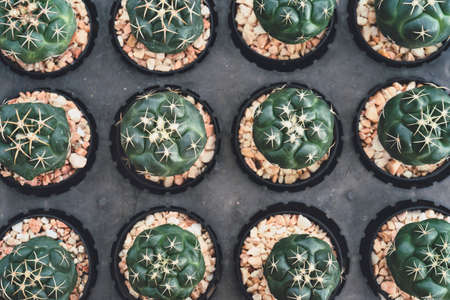 garden cactus in tropical greenhouse.