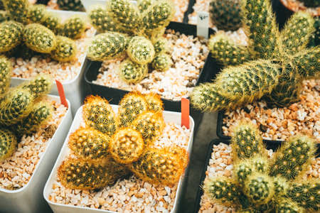 garden cactus in tropical greenhouse.の写真素材