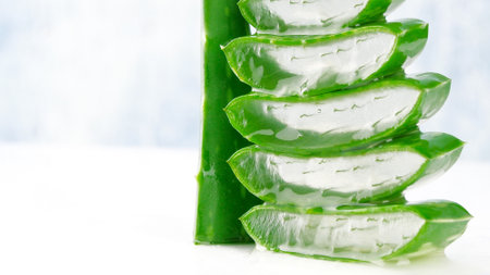 Fresh Aloe vera leaves , Medicine Treat the skin moisturize healthcare, Skin care after sunburn. , Aloe vera gel for beauty clean fresh skin, face care, facial treatment.の写真素材