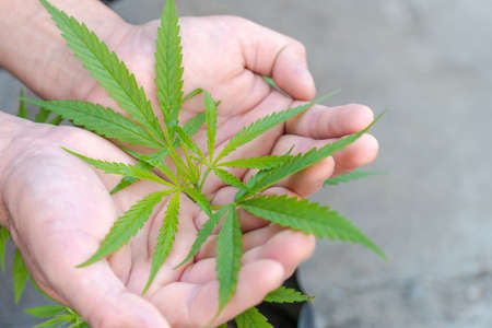 Marijuana leaves, Cannabis Plant top view in hand, cultivation concept.