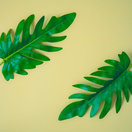 Tropical leaves, palm leaves on backgroundの写真素材